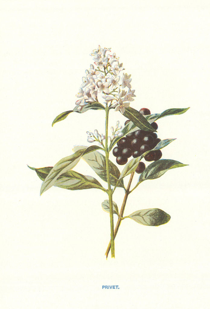 Privet. Wild Flowers by Frederick Edward Hulme c1895 old antique print picture